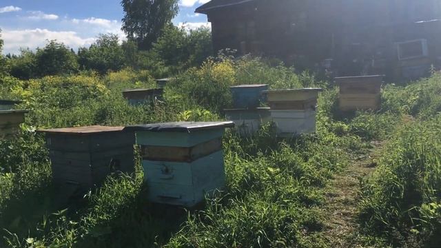 Пасека на связи смотреть онлайн