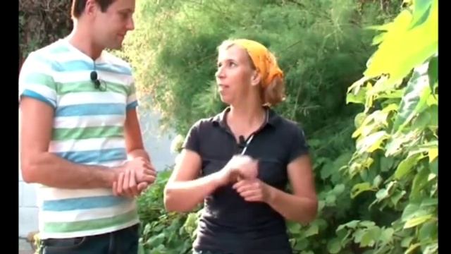 Актинидия. Как выращивать ч.2