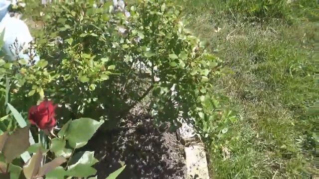 Любимая дача 17 июня 2020г./цветут розы,ирисы смотреть онлайн