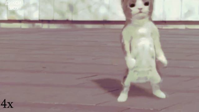 бэм бэм бэм бэм КОТ ТАНЦУЕТ бэм бэм бэм