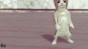 бэм бэм бэм бэм КОТ ТАНЦУЕТ бэм бэм бэм