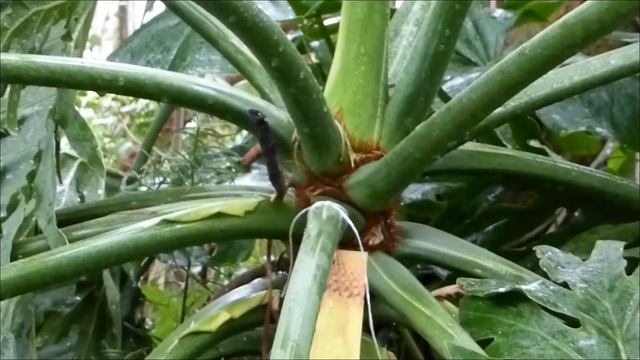 Фондовая оранжерея Ботаники - 2 смотреть онлайн