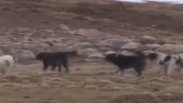 Волк не отдал свою добычу собакам смотреть онлайн