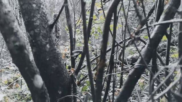 VID 20220823 162322 Увлеклась нечаянно (Н. Рубцов)...Павел Васильев Лахтинский смотреть онлайн