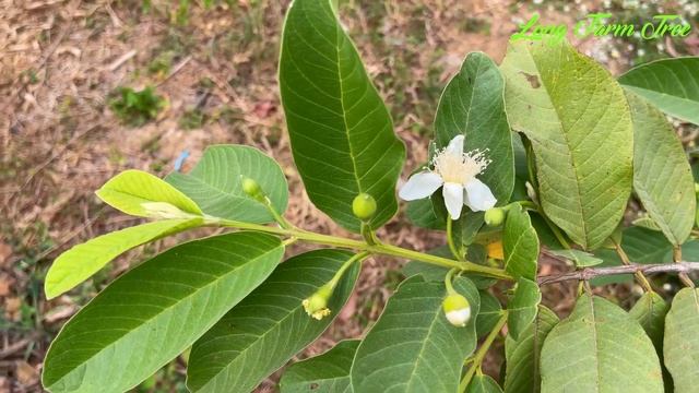 Amazing Grafting Watermelon with Jackfruit best idea, How to Growing tree Easy home смотреть онлайн