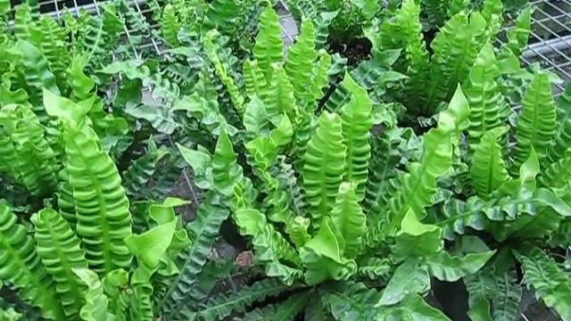 Asplenium nidus 'Crispy Wave' смотреть онлайн
