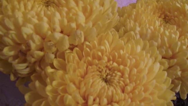 Хризантема смотреть онлайн