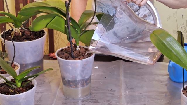 ВАЖНО! Этому нужно научиться при ПОЛИВЕ! Ваша орхидея НЕ ПОГИБНЕТ!