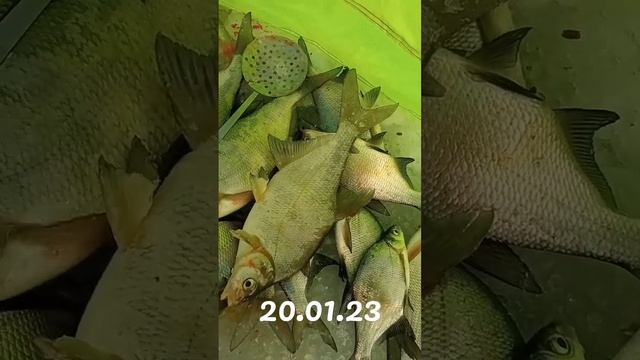 Рыбалка в Кокшетау. Крупный лещ. смотреть онлайн