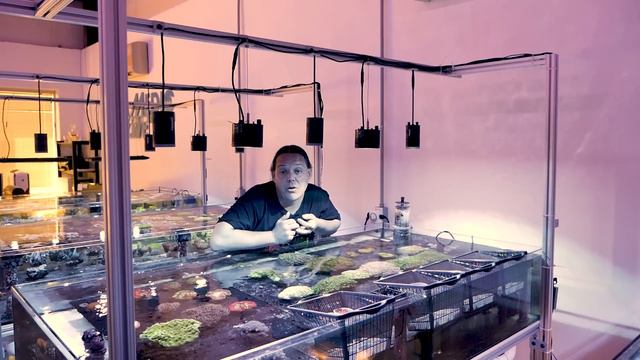 Rock Flower Anemone Care