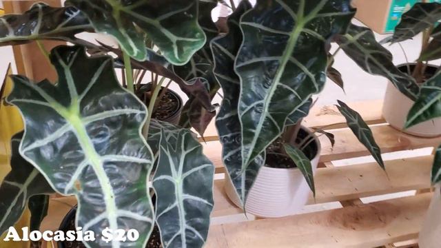 Plant Shopping At Lowes || Big Box Plants || Houseplants At The Home Depot