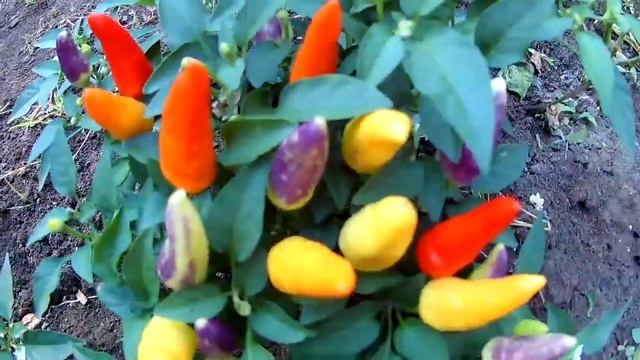 Acapulco Multicolor Ornamental Pepper. Острый перец