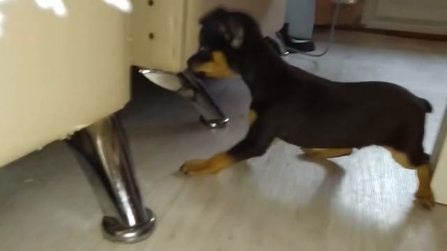 Лай щенков той-терьера?? смотреть онлайн