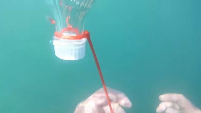 Как мы рапана в Черном море собираем