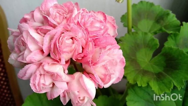 Fischer's Appleblossom сортовая пеларгония #сочинцы #сочи2022 смотреть онлайн