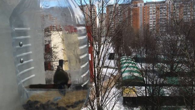 Чем кормить синичек смотреть онлайн