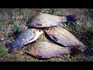 Первая рыбалка на карася 2018. Рыбалка на донку и поплавочную удочку. Рыбалка на велосипеде