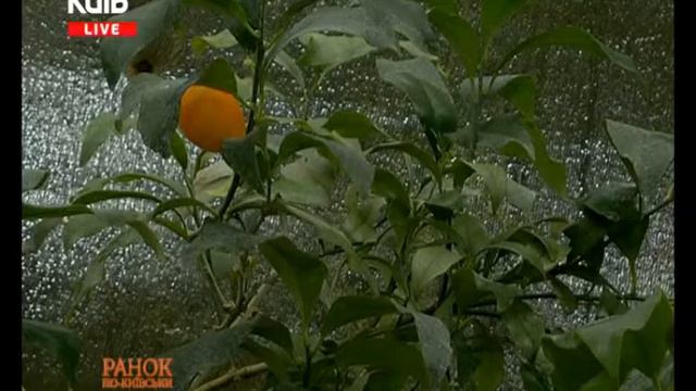ЯК ВИРОСТИТИ ВДОМА КУМКВАТ смотреть онлайн