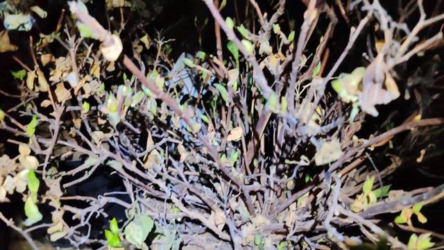 26.01.24.Поливаю гортензии в подполье,начинают просыпаться 🌱🌱🌱 смотреть онлайн