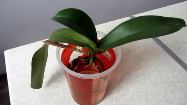 Восстанавливаем тургор листьям орхидеи. Орхидея в воде без просушки смотреть онлайн