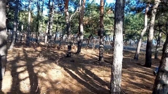 VLOG ВОЛШЕБНАЯ ОСЕНЬ. СОСНОВЫЙ ЛЕС. Прогулки в красивом лесу.Сказка рядом! смотреть онлайн