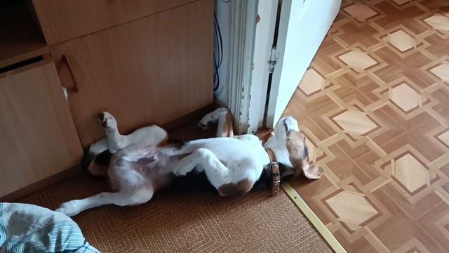 Щенок спит как человек.))) Ларсу хо-ро-шо!!! смотреть онлайн