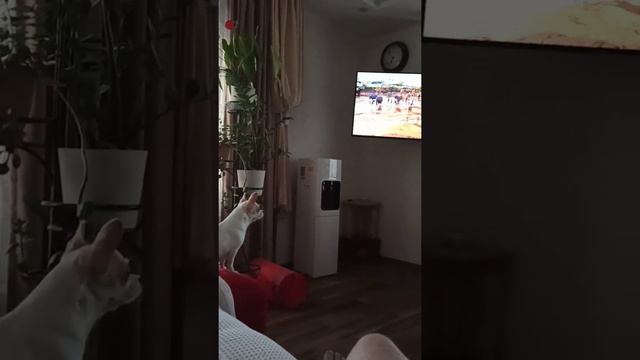 Лора смотрит Король Лев смотреть онлайн