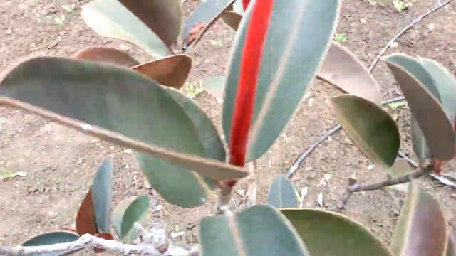 Rubber plant//VC's Gardening Channel смотреть онлайн