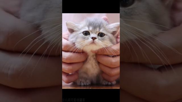Top funny cute kitten cats 🐈🐾 смотреть онлайн