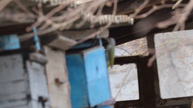 Дятел седой смотреть онлайн