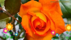 Роза кустовая Сахара. Краткий обзор, описание характеристик, где купить саженцы rosa Sahara