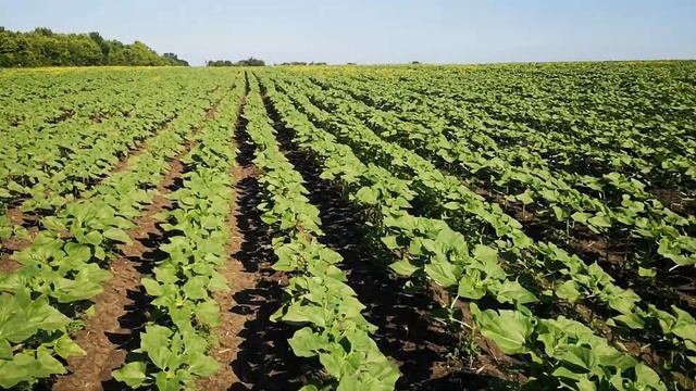 огляд соняшника сінгента Сайберік Singenta