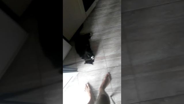 Поводок для кошки TRIXIE Leash For A Cat TRIXIE