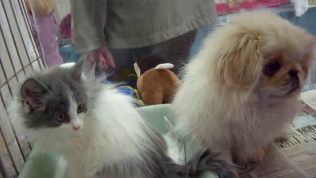 Кошки и маленькие собачки. смотреть онлайн