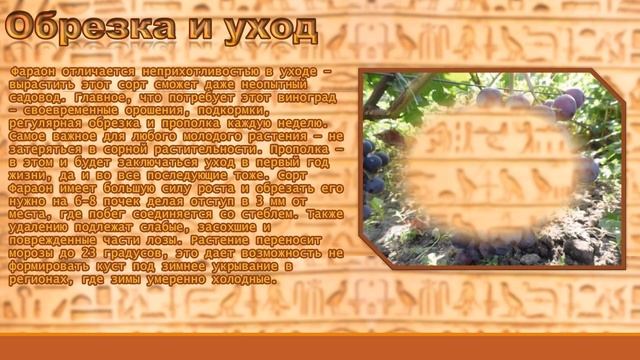 Фараон виноград смотреть онлайн