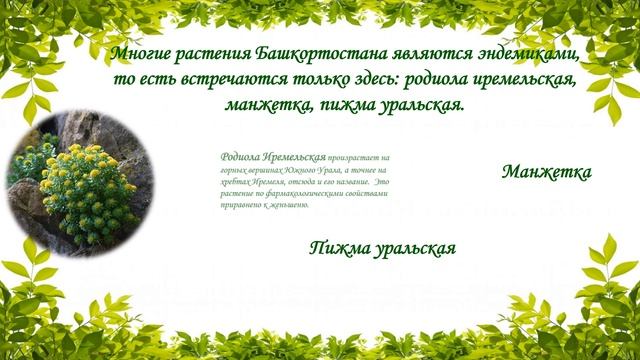 Башкирский лес - край чудес смотреть онлайн