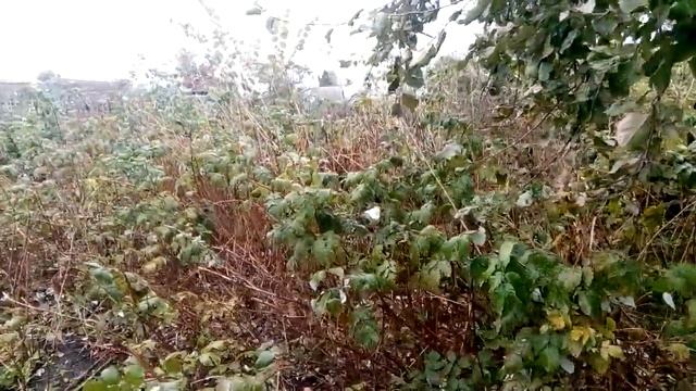 Как заработать 250 тысяч на своем огороде за один сезон смотреть онлайн