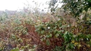 Как заработать 250 тысяч на своем огороде за один сезон