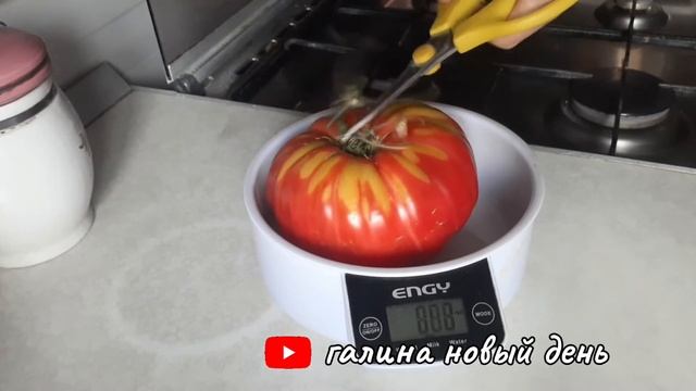 Супер сорт томат-великан.Советую-не пожалеите.?? смотреть онлайн