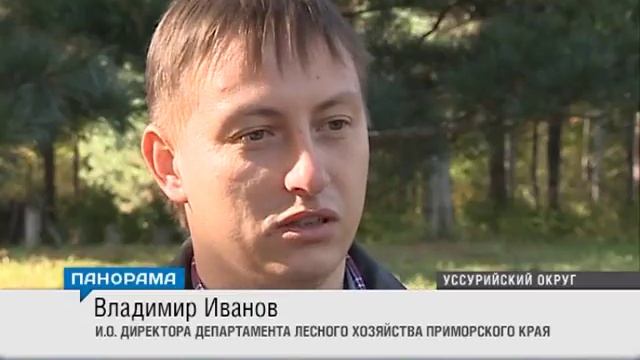 В лесопитомнике проводят эксперимент по скрещиванию кедра и сосны смотреть онлайн