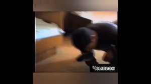 Великий алабай / Чемпион Кёр Гаплан