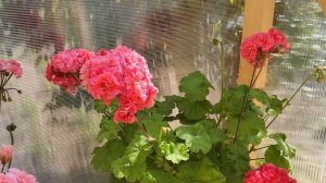 #565.Рубрика"любимая селекция пеларгоний" -ЮГ,СиМ,зарубежная селекция. Честный отзыв о сортах.