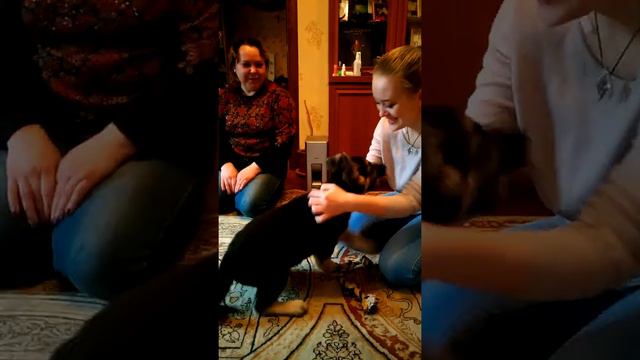 Отличное поведение щенка Восточноевропейской овчарки. Моншер Вирсаль Мистерия. смотреть онлайн