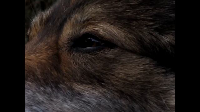 Canon PowerShot SX130 is - please watch in HD 720p смотреть онлайн