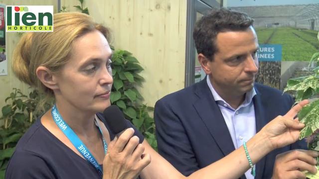 Schizophragma Burst of light® : Innovert® d'or 2018 смотреть онлайн