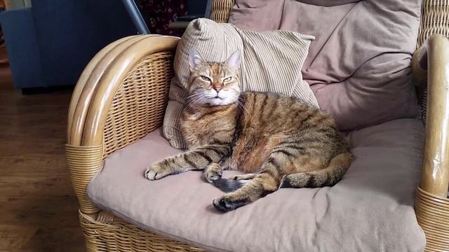 Is borax safe for cats? This is how you react in case of poisoning смотреть онлайн