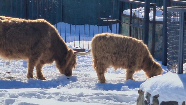 Шотландские коровки рады снегу! Тайган смотреть онлайн