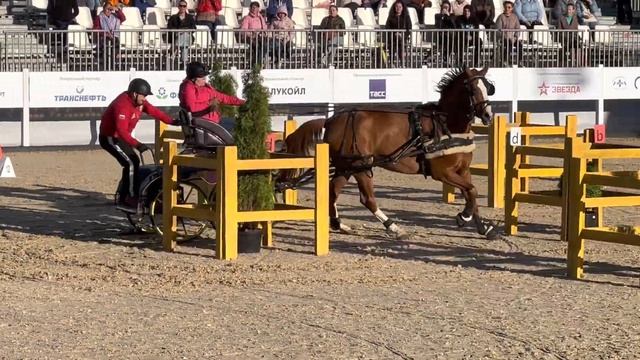 Драйвинг: рыжий Джекликс польской теплокровной породы смотреть онлайн
