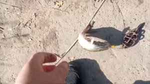 Рыбалка в Новочеркасске Тёплый канал