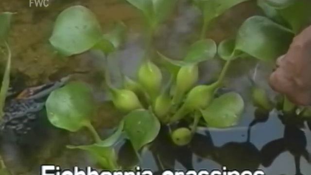 Water Hyacinth (Eichhornia Crassipes)